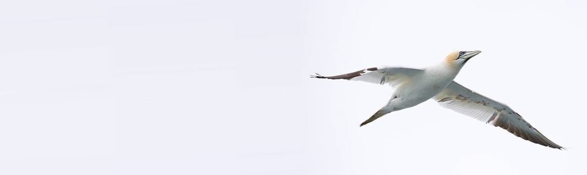 Gannet long