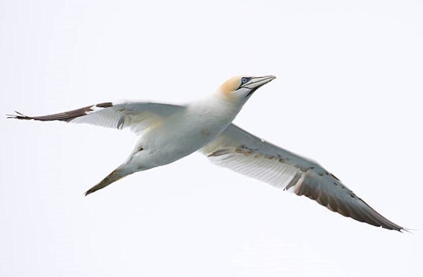 Gannet box jpeg Gannet box jpeg